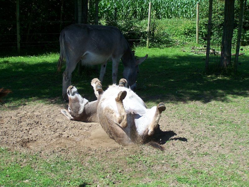 eten enzo